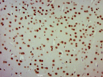Histone H4 (Acetyl K12) Rabbit Polyclonal Antibody