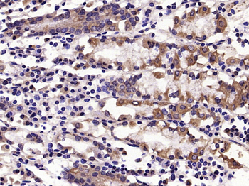 IL33 Rabbit Polyclonal Antibody