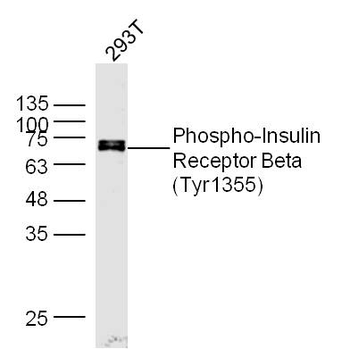 Phospho-Insulin Receptor Beta (Tyr1355) Rabbit Polyclonal Antibody
