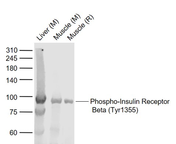 Phospho-Insulin Receptor Beta (Tyr1355) Rabbit Polyclonal Antibody