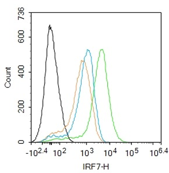 IRF7 Rabbit Polyclonal Antibody