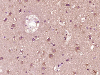 Phospho-IRF7 (Ser471 + Ser472) Rabbit Polyclonal Antibody