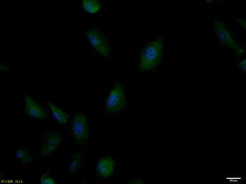 Phospho-IRS1 (Ser636 + Ser639) Rabbit Polyclonal Antibody