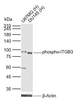 ITGB3 (phospho-Tyr785) antibody