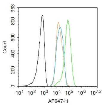 Phospho-JAK2 (Tyr221) Rabbit Polyclonal Antibody