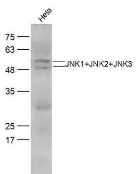 JNK1+JNK2+JNK3 Rabbit Polyclonal Antibody