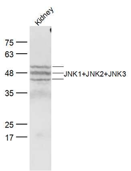 JNK1+JNK2+JNK3 Rabbit Polyclonal Antibody