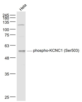 Phospho-KCNC1 (Ser503) Rabbit Polyclonal Antibody