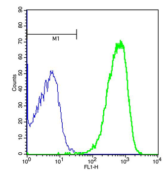 Leptin receptor Rabbit Polyclonal Antibody
