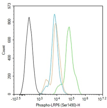 Phospho-LRP6 (Ser1490) Rabbit Polyclonal Antibody