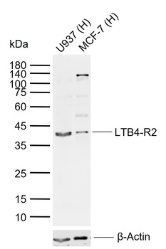 LTB4-R2 antibody