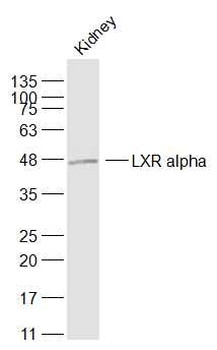 LXR alpha Rabbit Polyclonal Antibody