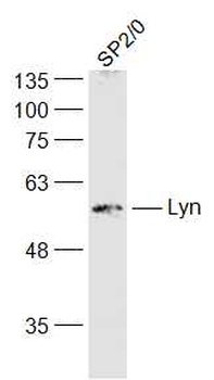 Lyn antibody