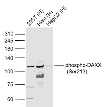 DAXX (phospho-Ser213) antibody