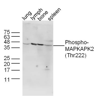 Phospho-MAPKAPK2 (Thr222) Rabbit Polyclonal Antibody