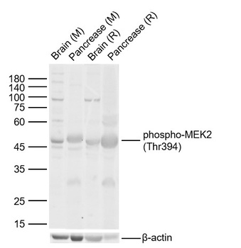 MEK2 (phospho-Thr394) antibody