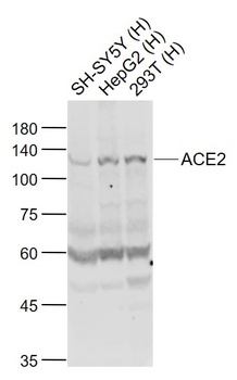 ACE2 antibody