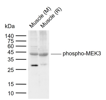 Phospho-MEK3 (Thr222) Rabbit Polyclonal Antibody