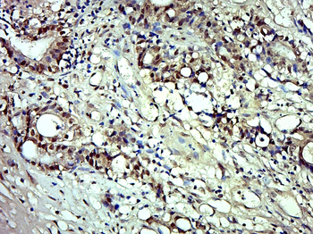 Phospho-MDM2 (Ser166) Rabbit Polyclonal Antibody