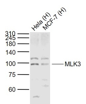 MLK3 antibody