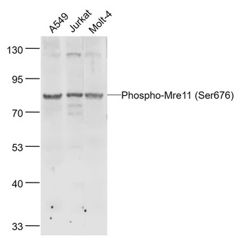 Mre11 (phospho-Ser676) antibody
