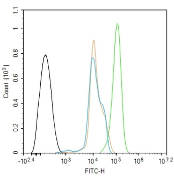 MST1 Rabbit Polyclonal Antibody
