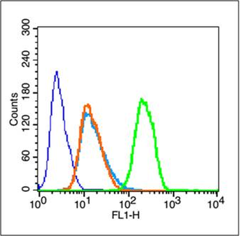 Phospho-mTOR (Thr2446) Rabbit Polyclonal Antibody