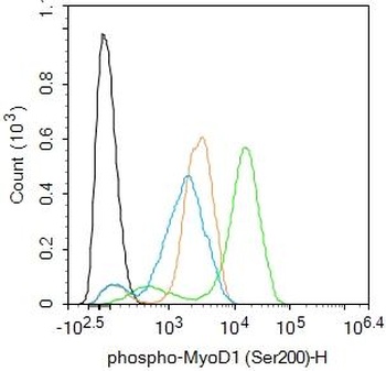 MyoD1 (phospho-Ser200) antibody