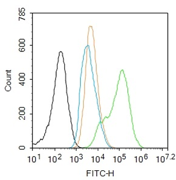 Phospho-NFKB p65 (Thr435) Rabbit Polyclonal Antibody