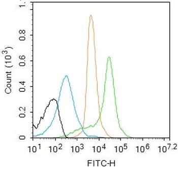 NFKB p65 (phospho-Thr435) antibody