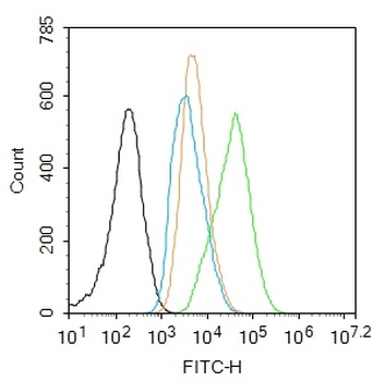 Phospho-NFKB p65 (Thr254) Rabbit Polyclonal Antibody