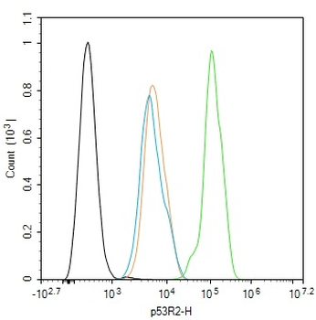 P53R2 Rabbit Polyclonal Antibody
