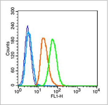 Phospho-NFKB1 (Ser907) Rabbit Polyclonal Antibody