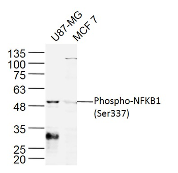 Phospho-NFKB1 (Ser337) Rabbit Polyclonal Antibody