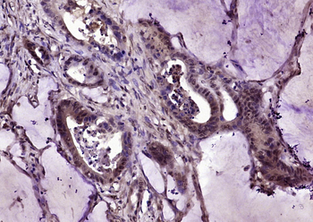 Phospho-NFKB1 (Ser893) Rabbit Polyclonal Antibody