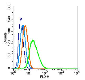 Oct-4B/OCT4B-190 Rabbit Polyclonal Antibody