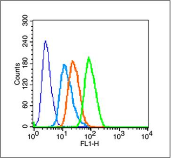 Phospho-CDKN1B (Thr157) Rabbit Polyclonal Antibody