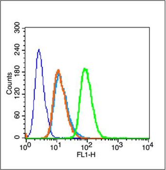 Phospho-CDKN1B (Thr187) Rabbit Polyclonal Antibody