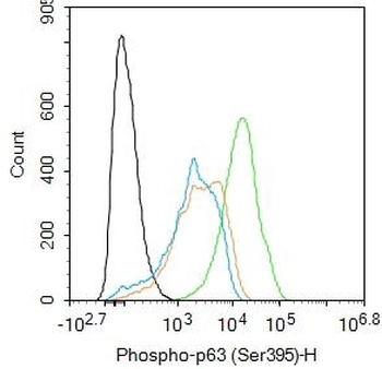 p63 (phospho-Ser395) antibody