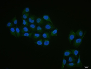 RPS6KB1 (phospho-Ser434) antibody