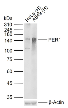 PER1 Rabbit Polyclonal Antibody