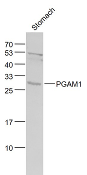 PGAM1 Rabbit Polyclonal Antibody