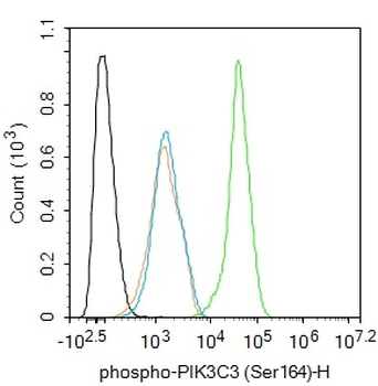Phospho-PIK3C3 (Ser164) Rabbit Polyclonal Antibody