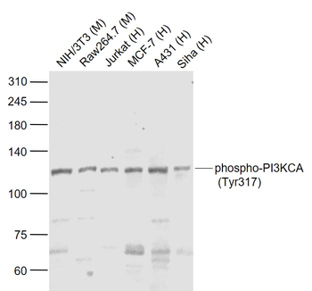 Phospho-PI3KCA (Tyr317) Rabbit Polyclonal Antibody
