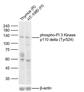 PI3KD (phospho-Tyr524) antibody