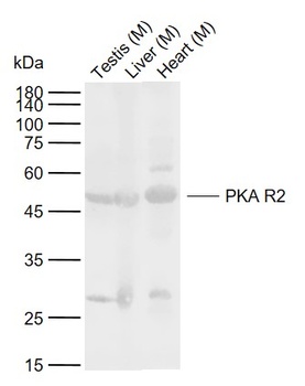 PKA R2 antibody