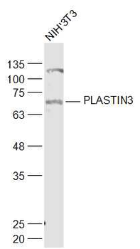 PLASTIN3 Rabbit Polyclonal Antibody