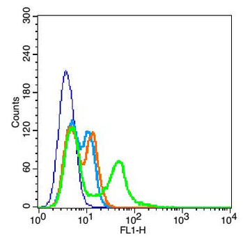 Phospho-AKT1 + AKT2 + AKT3 (Thr308+Thr309+Thr305) Rabbit Polyclonal Antibody