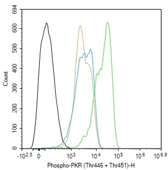Phospho-PKR (Thr446 + Thr451) Rabbit Polyclonal Antibody