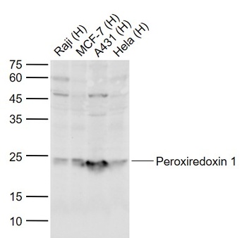 Peroxiredoxin 1 antibody